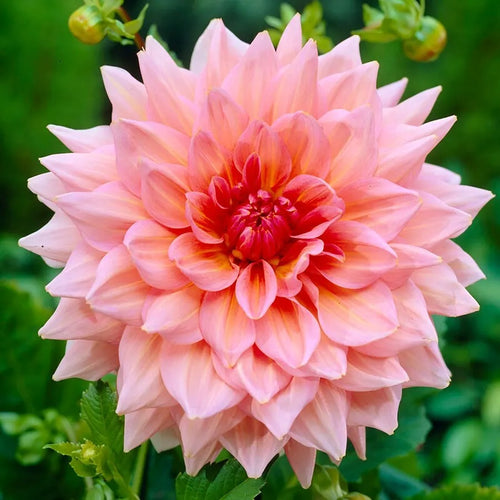 Dahlia  Seednesty