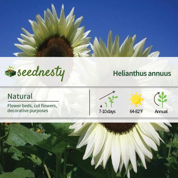 Italian White Sunflower Seeds