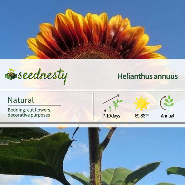 Sunflower Seeds - Floren