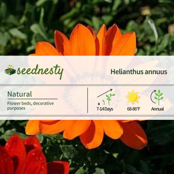 Gazania Rigens Treasure SunFlower Seeds