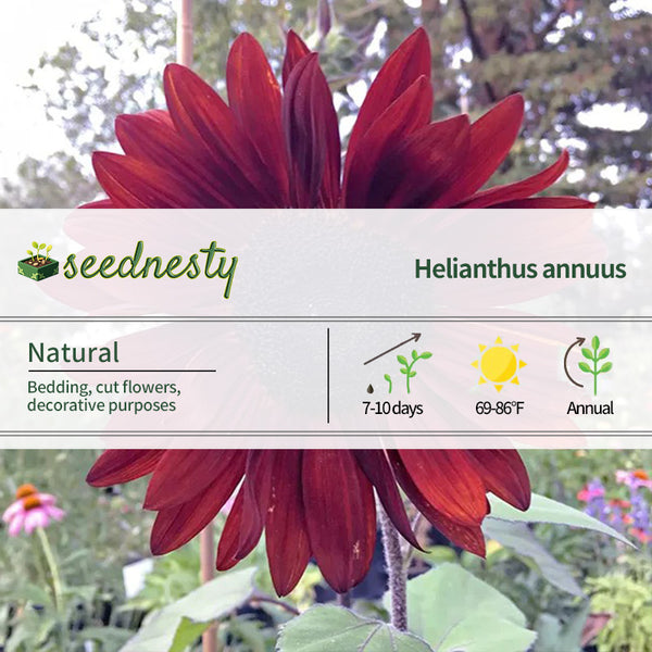 Red Wine Sunflower Seeds