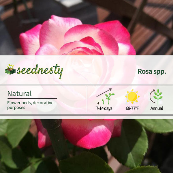 Rosa 'Cherry Parfait' Seeds