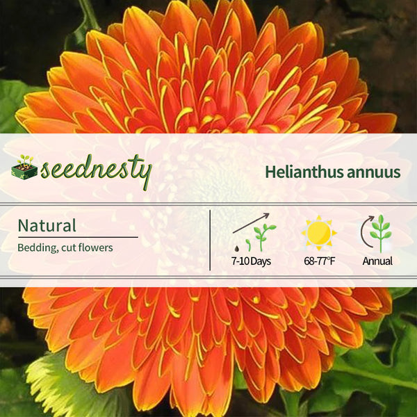 Bicolor Sunflower Seed