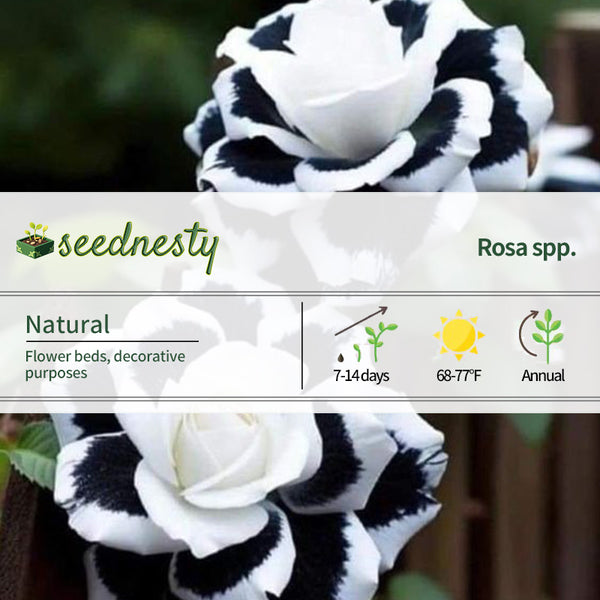 Rare White Heart Twin Rose 'Black & White'