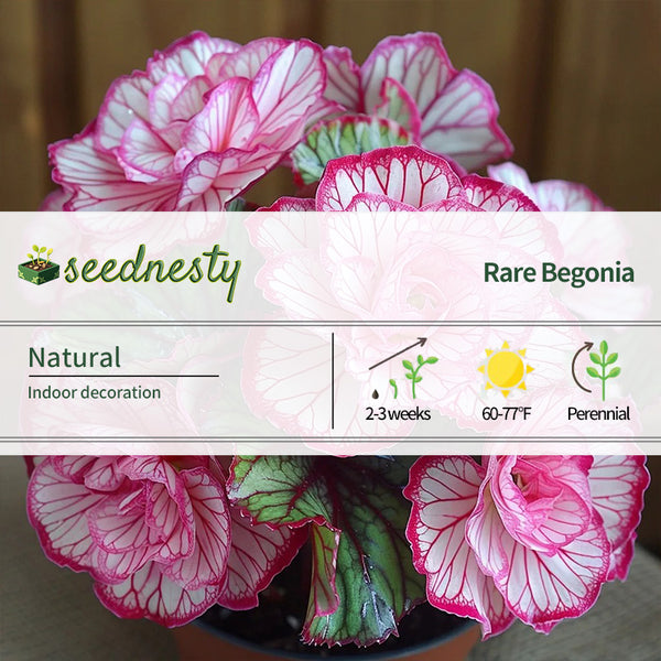 Rare Twin Begonia - Pink and White Seeds