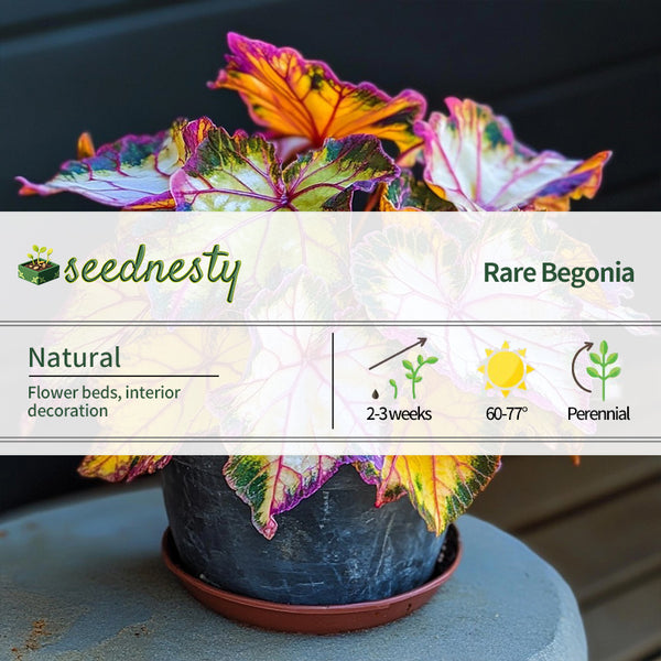 Golden Twilight Begonia Seeds