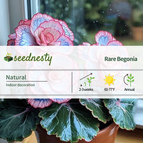 Beautiful Begonia Blooms(Pink & Blue)