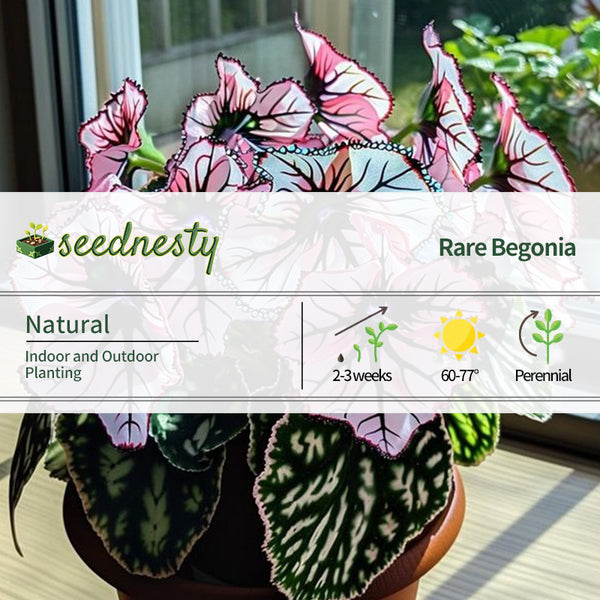 Eclipse Petal Begonia Seeds