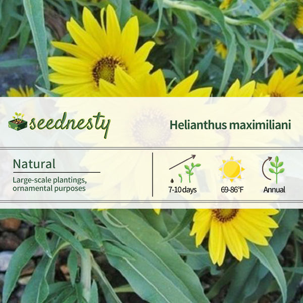 Sunflower Seeds - Maximilian
