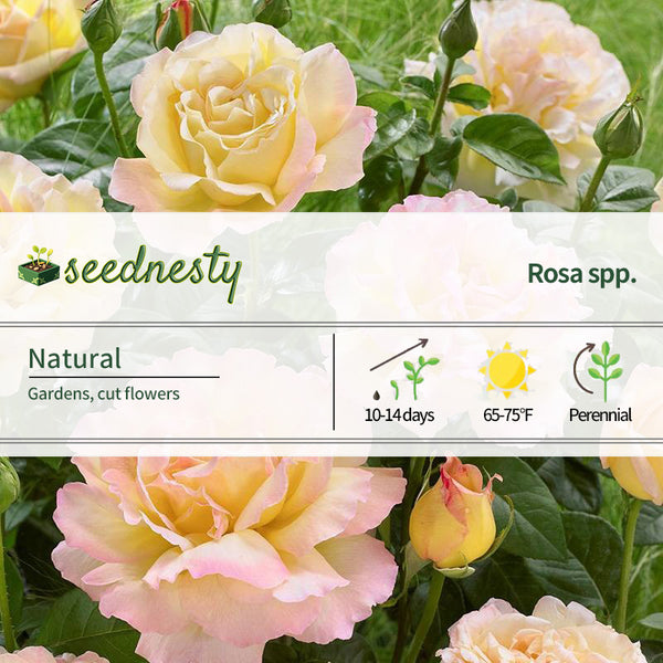 Rosa Peace (Hybrid Tea Rose) Seeds