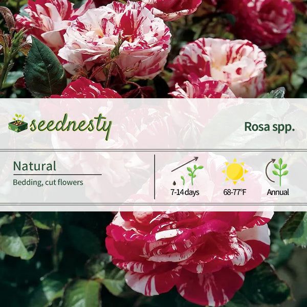 Dark Red White Rose Seeds