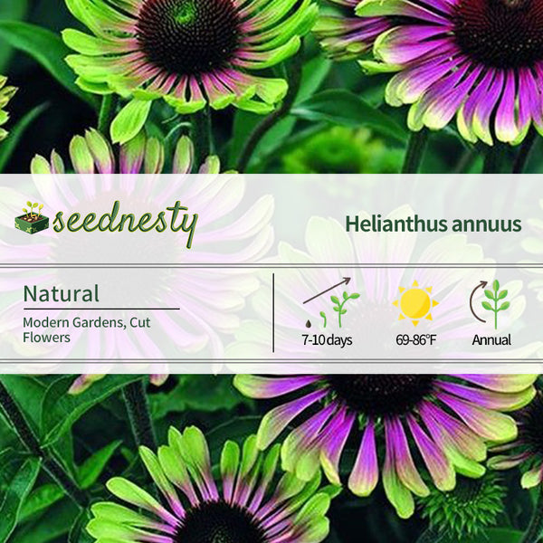 Cyberpunk Hybrid Sunflower Seeds