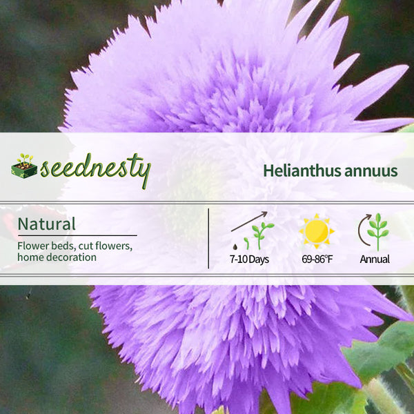 Purple Teddy Bear Sunflower Seeds