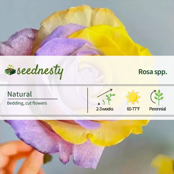 'Two-Color Glazed' Rose Seeds