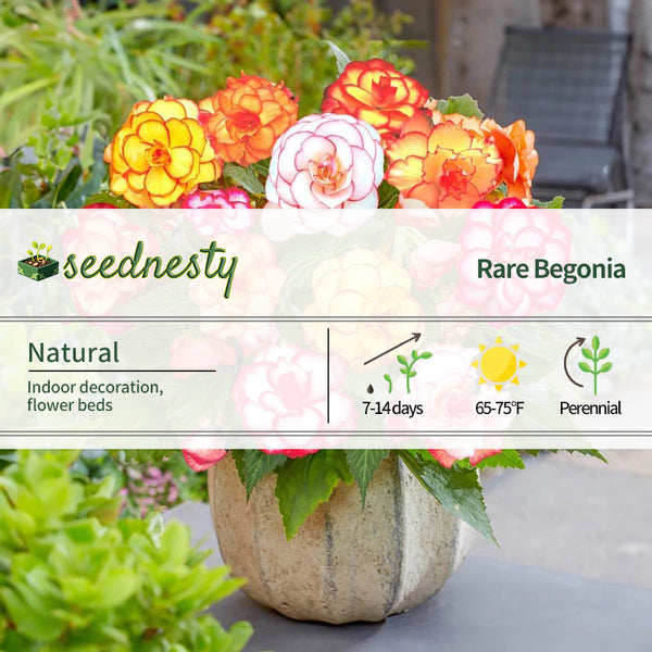 Lacy Edged Begonia Seeds