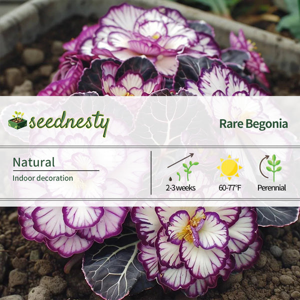Rare Twin Begonia - Purple and White
