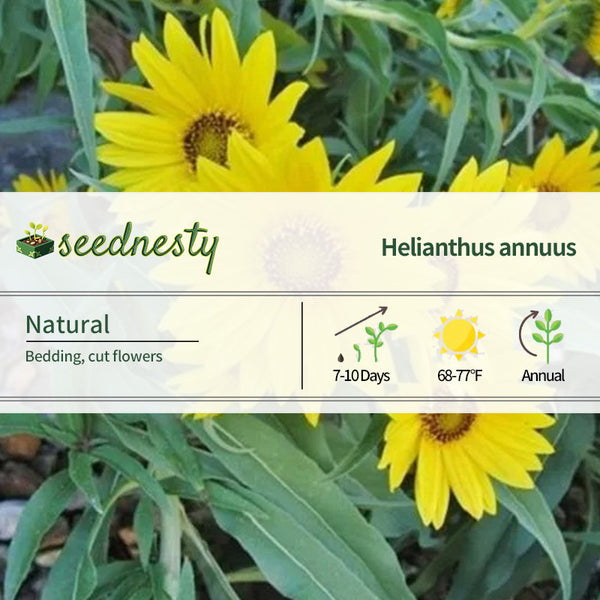 Sunflower Seeds - Mavimilian