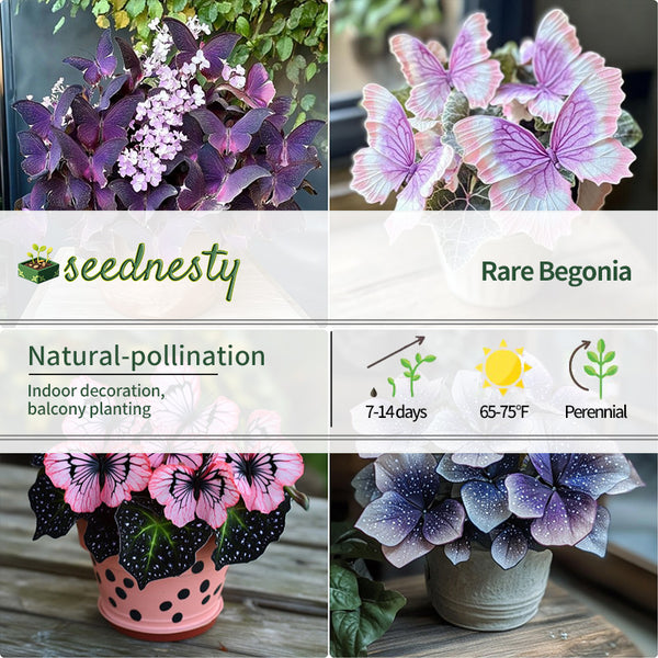 Charming Butterfly Plant Seeds