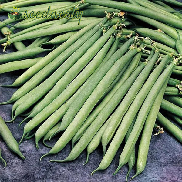 Container Bush Beans Mascotte Seeds