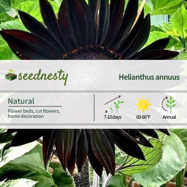 Obsidian sunflower seeds