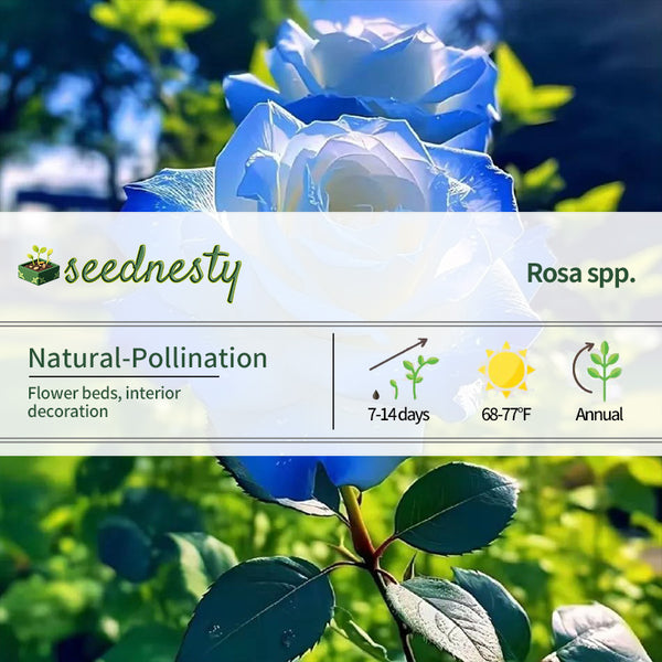 Crushed Ice Blue Rose Seeds