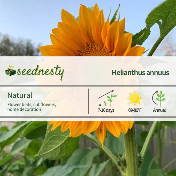 Pro Gold Lite Sunflower Seeds