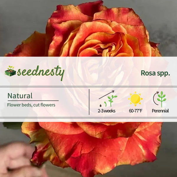 'Ode to Joy' Rose Seeds