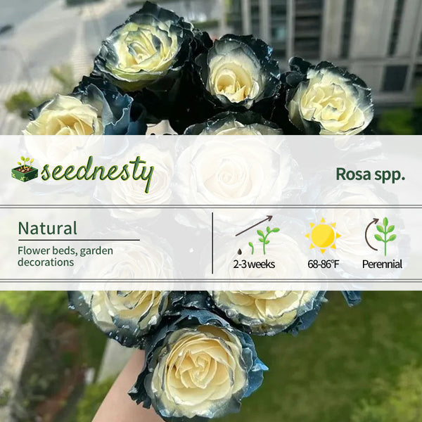 Ecuadorian Rose - Galaxy Seeds