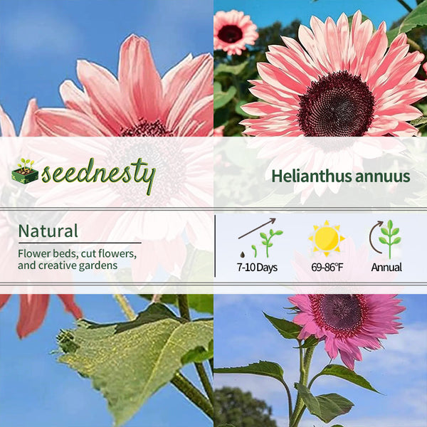 Pink Sunflower Seeds-High Germination Rate Wonderful Choice for Garden