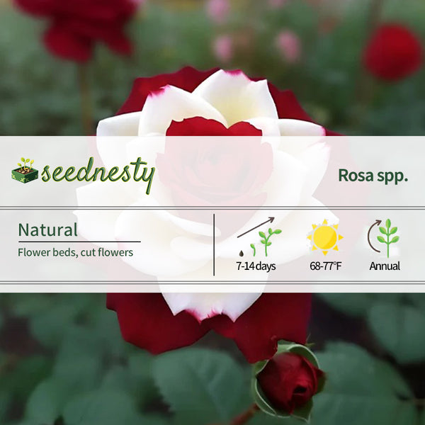 Twin Rose 'Kuila' Seeds