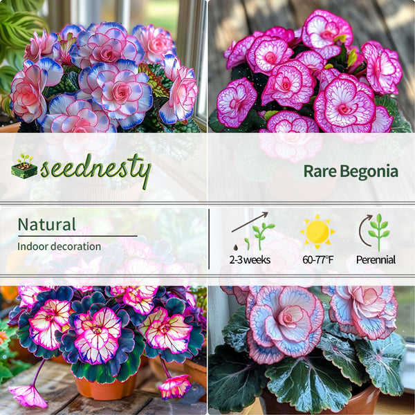 Begonia Rex ‘Pink Neon’ Seeds