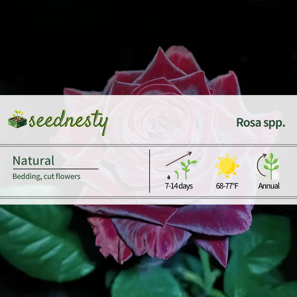 Black Buck Rose Seeds