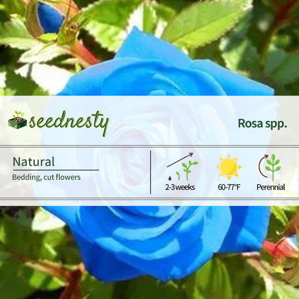 Rosa ‘Blue Moon’ Seeds