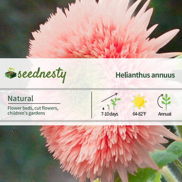 Pink Pooh Sunflower Seeds