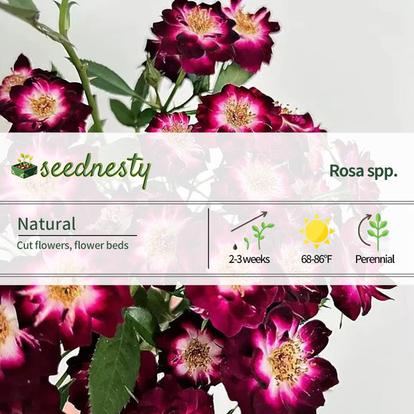 'Diamond Eye' Rose Seeds