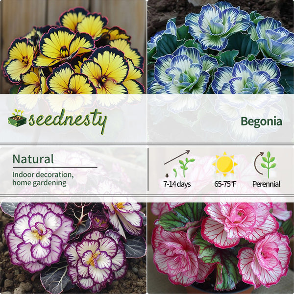 Rare Twin Begonia Seeds