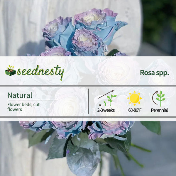 Ecuadorian Rose - Fairy Tale Seeds