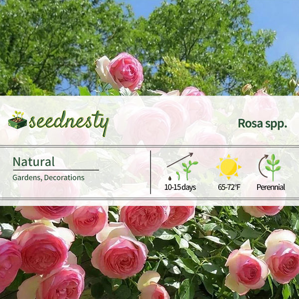 Pink Lonza Gemstone Seeds