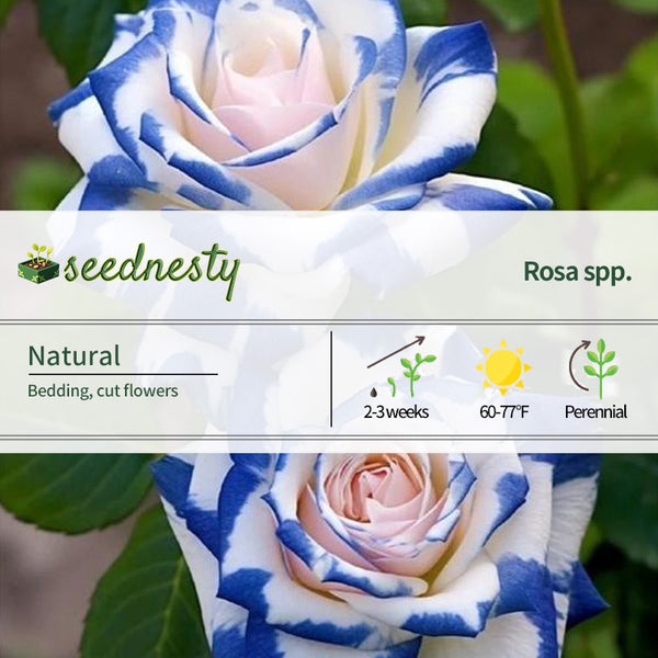 Rare Twin Rose 'Blue Stripe' Seeds