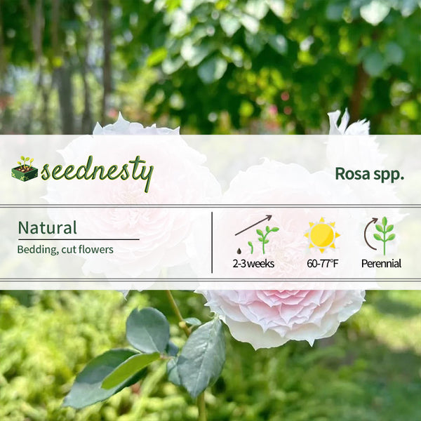 Monique Darve Rose Seeds