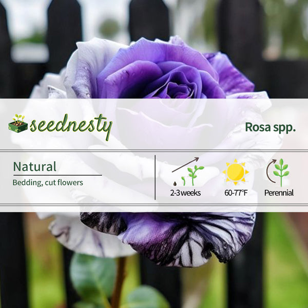 Rare Tricolor Rose 'Watercolor' Seeds