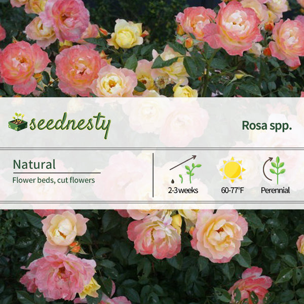 Italian Ice Rose Seeds