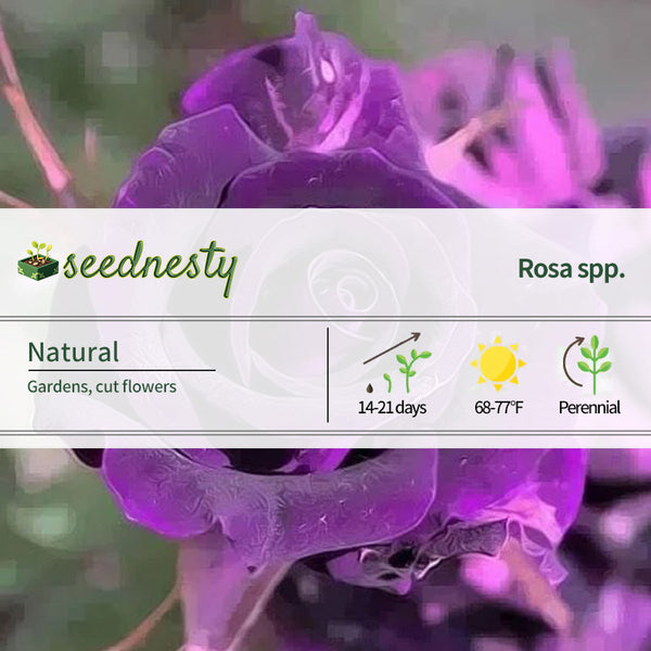 Rare Exotic Dark Purple Rose Seeds