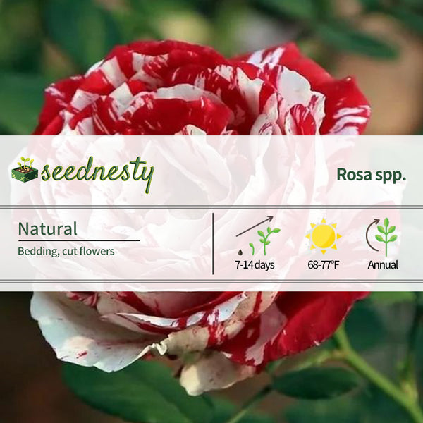 'Variegata di Bologna' Rose Seeds