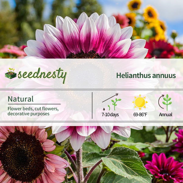 Strawberry Blonde Hybrid Sunflower Seeds