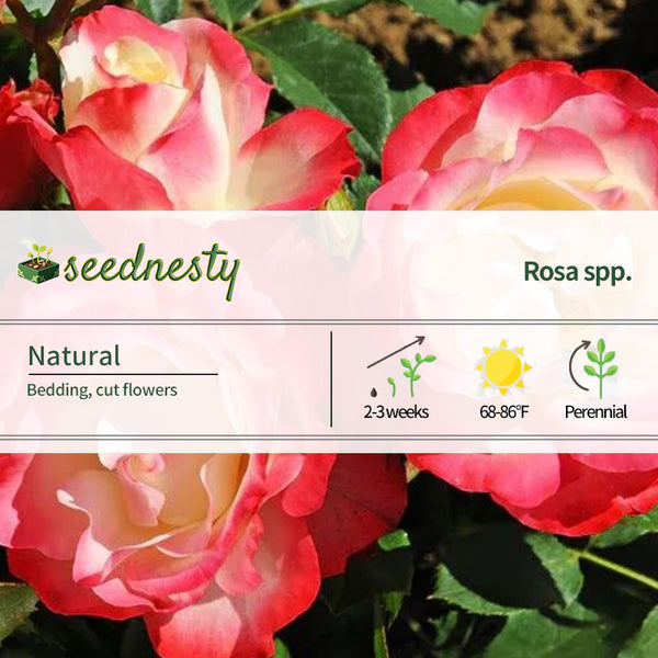 Rose Double Delight Seeds