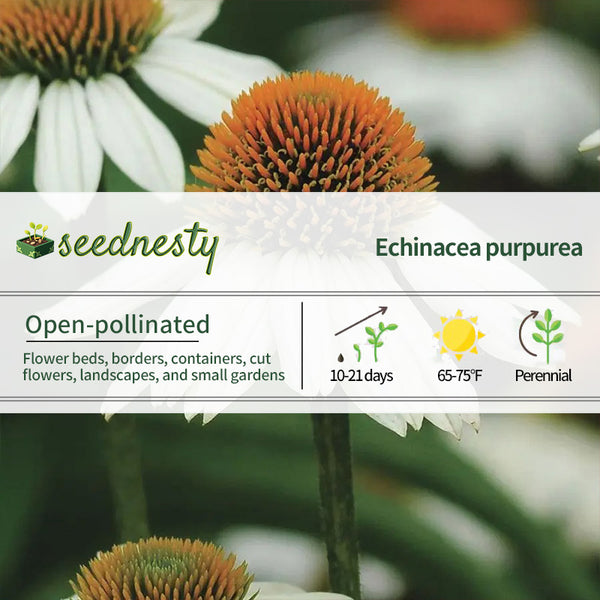 Echinacea 'PowWow White' Seeds