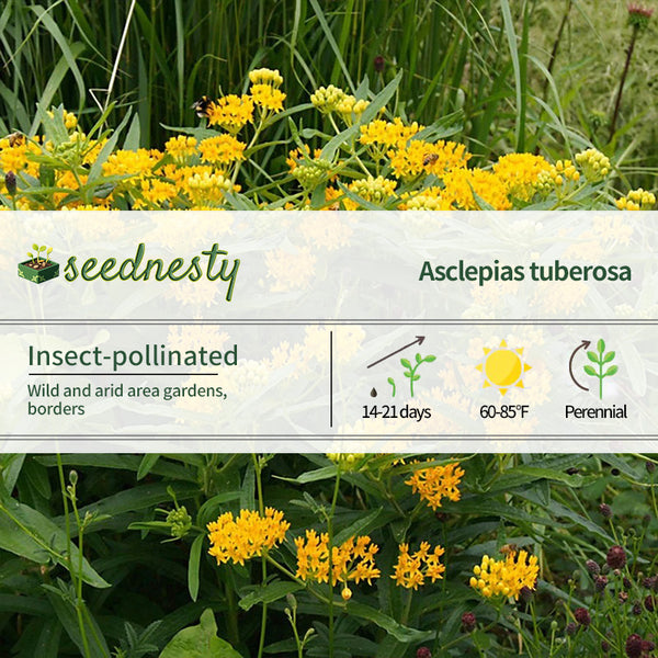 Asclepias 'Hello Yellow' Milkweed Seeds
