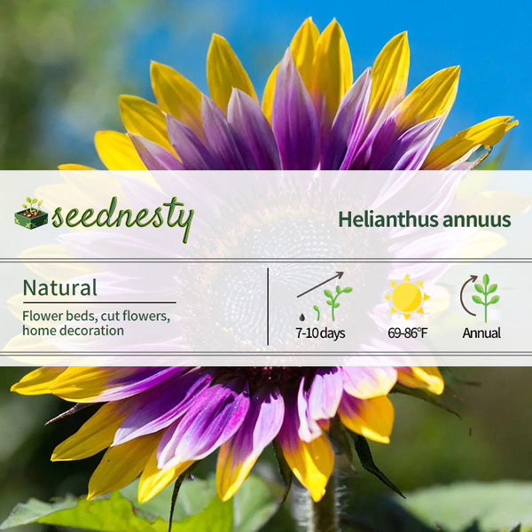 Purple Heart Sunflower Seeds