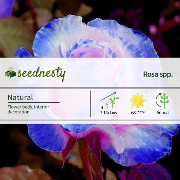 Rare Blue Pink Rose Seeds Scented Plants Flowers